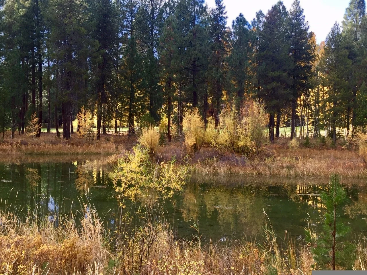 Pond off deck